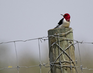 Red headed Woodpecker 1371
